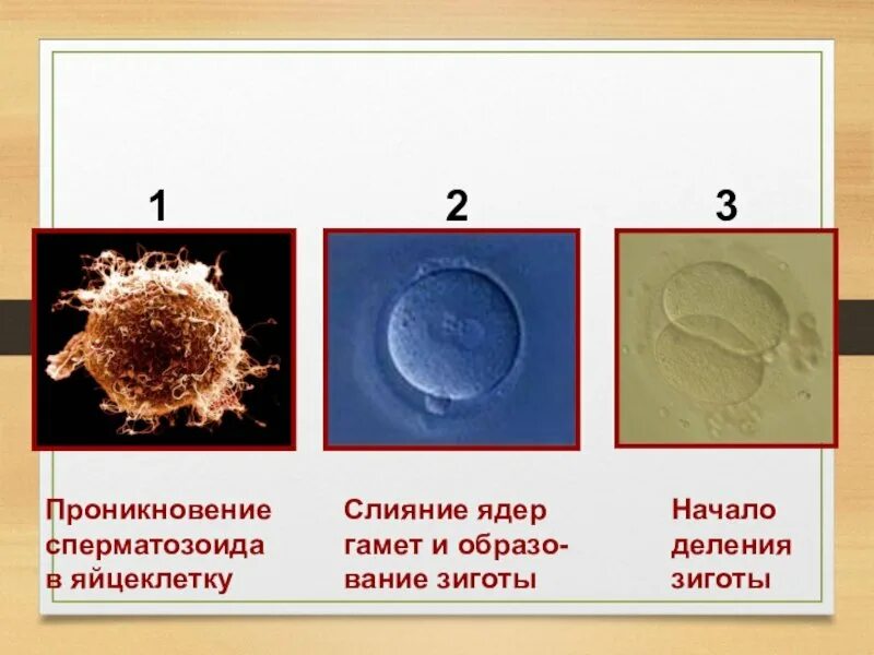 Зигота и яйцеклетка