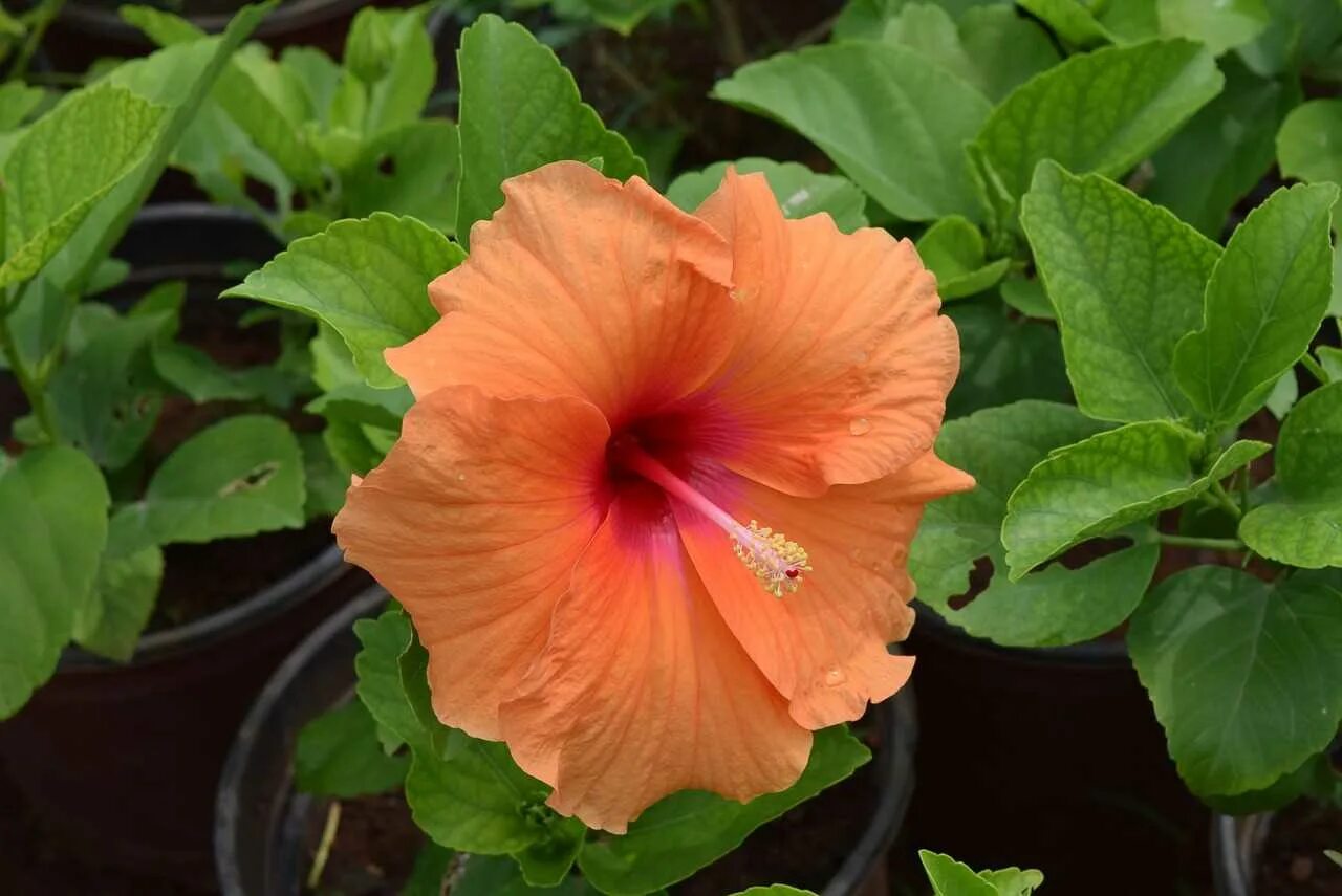 Гибискус фото. Гибискус Синенсис. Гибискус китайский Розан. Гибискус Rosa sinensis. Гибискус Бенджамина.