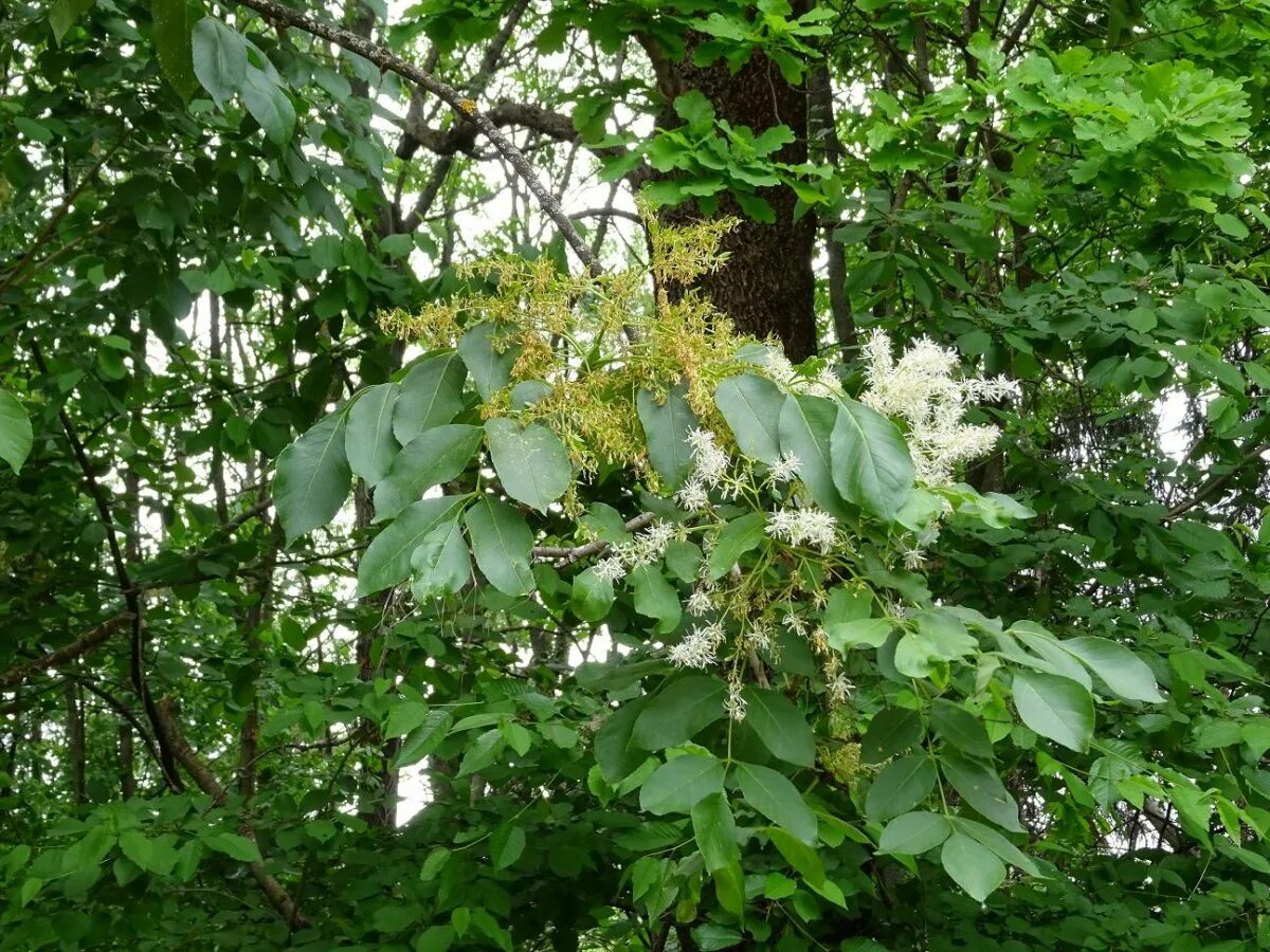 Ясень обыкновенный fraxinus excelsior. Ясен корп. Ясень манный (fraxinus ornus l. Ясень обыкновенный fraxinus excelsior. Ясень носолистный.