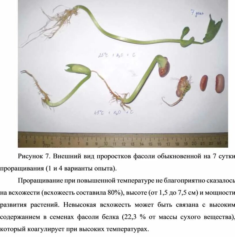 Фазы прорастания семян фасоли. Семена фасоли прорастание. Прорастание семян Боба. Проращивание семян фасоли этапы. Прорастание семян гороха вывод