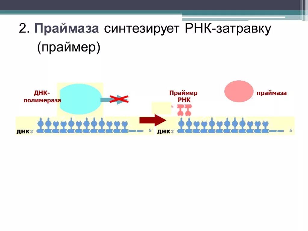 Праймеры репликации ДНК. РНК затравка в репликации. РНК праймер в репликации. ДНК полимераза и праймаза.