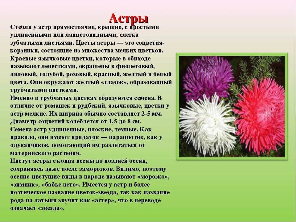 Описание растений цветов