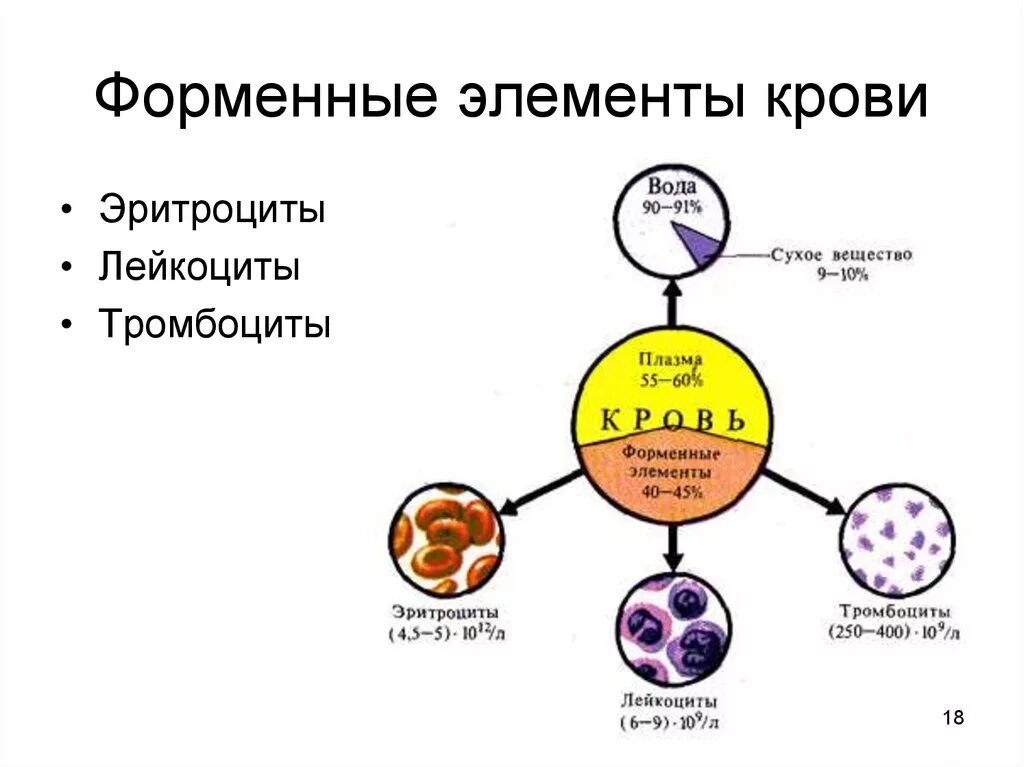 Составляющий элемент крови. Форменные элементы крови схема. Схема строения форменных элементов крови. Схема образования форменных элементов крови. Форменные элементы крови физиология.