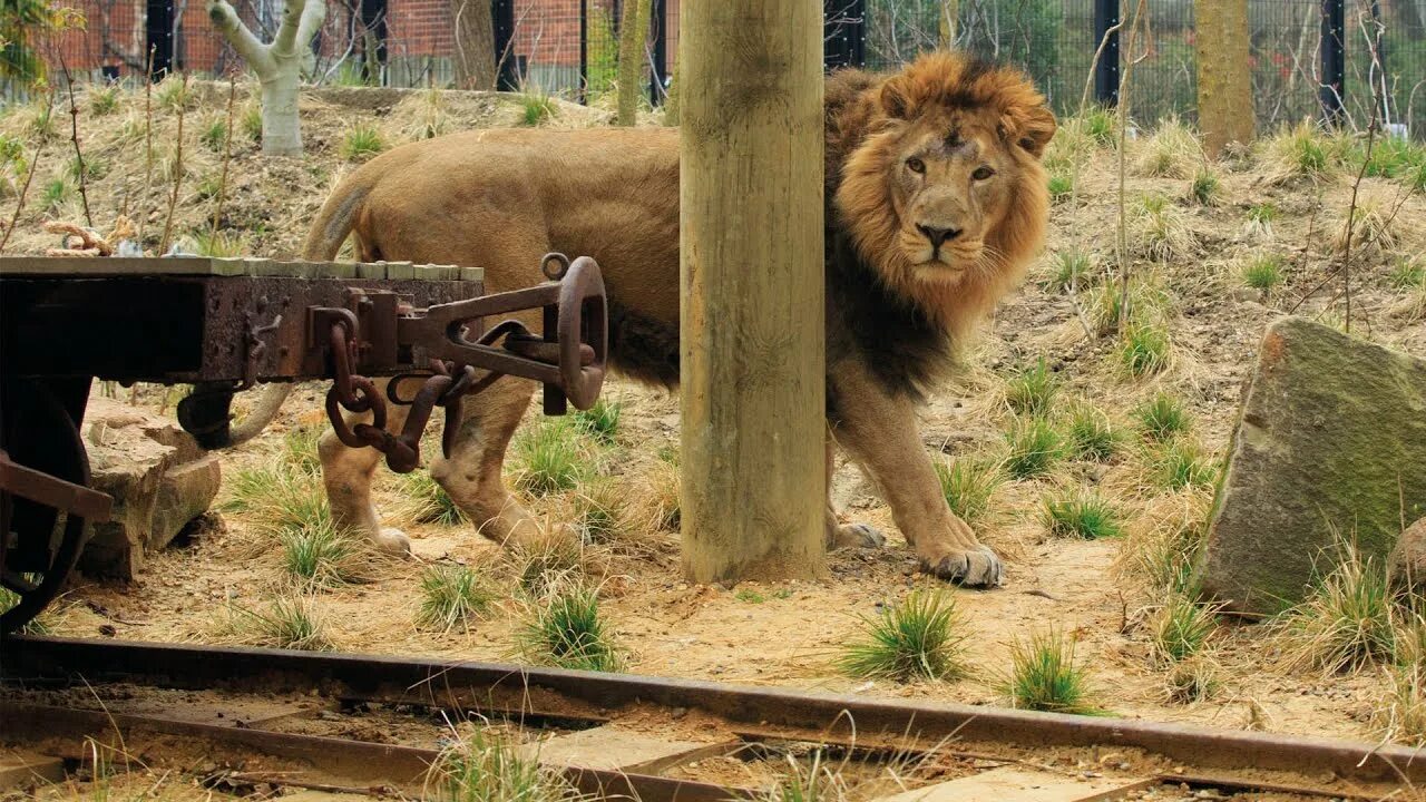 Зоопарк земля. Лондонский зоопарк земля Львов. Земля Львов London Zoo. Лондонский зоопарк львы.