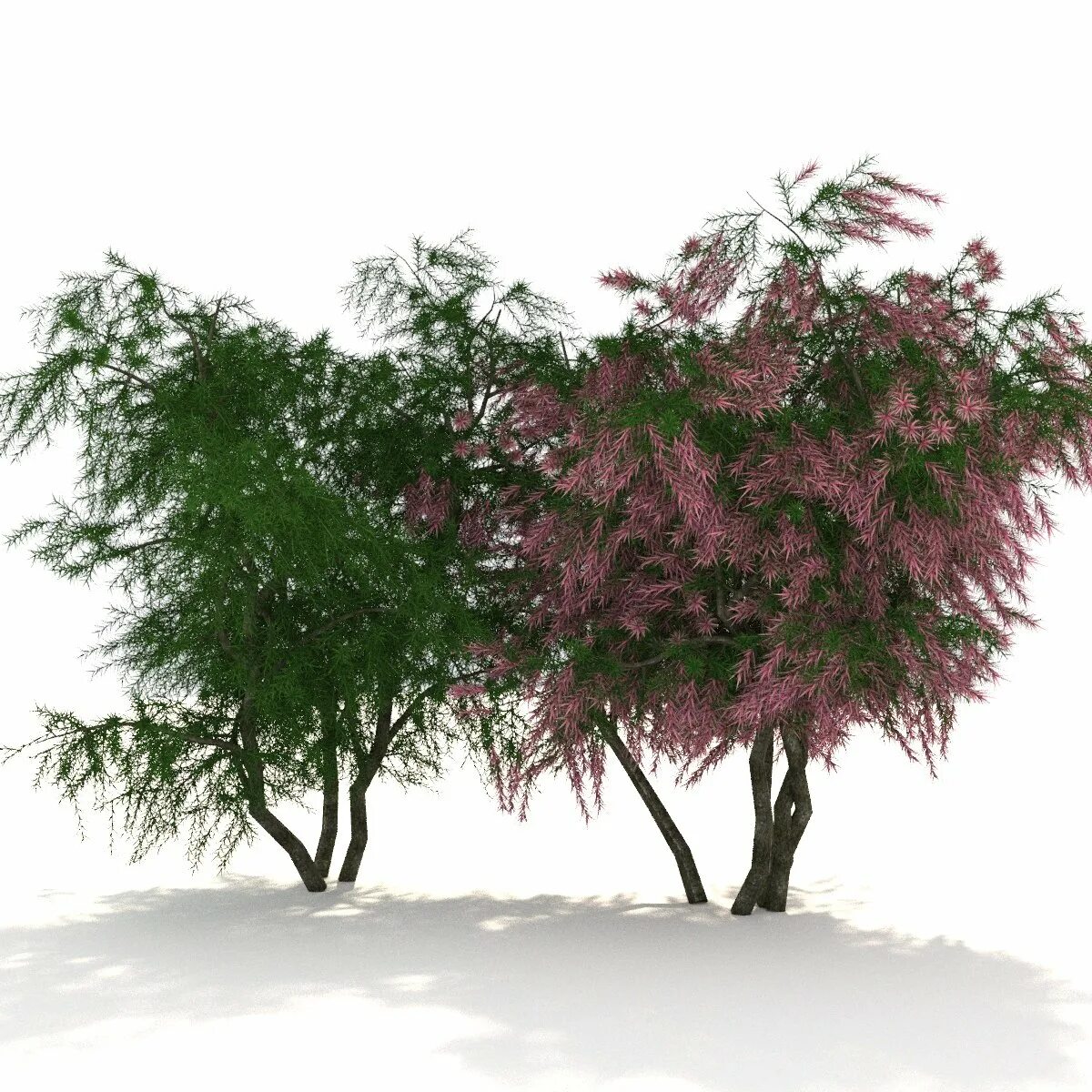 Куст 3д модель. Тамарикс 3д модель. тамариск вид сверху. бузина куст модель 3d. тамарикс 3d модель.