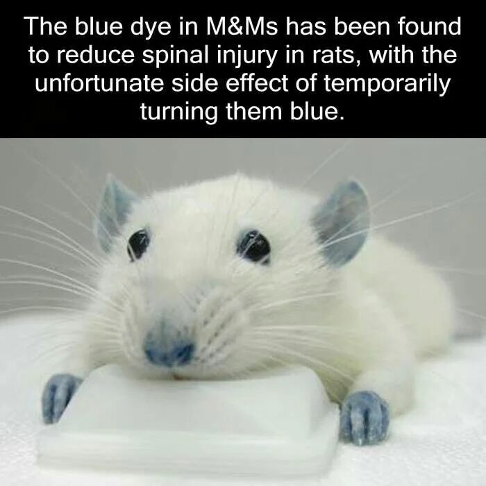 Blue rat