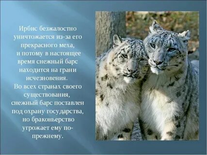 Какого про животных