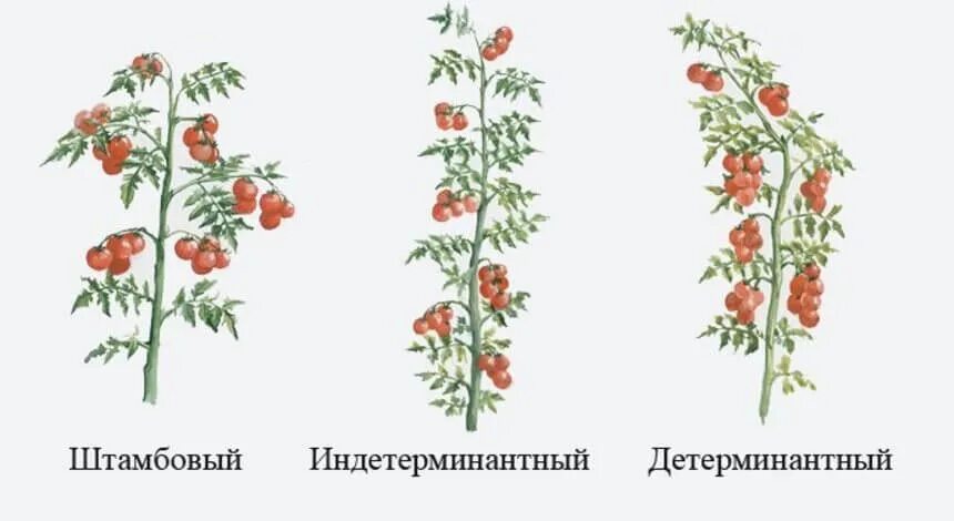 Что значит индетерминантный сорт томатов и детерминантный. Пасынкование детерминантных помидор. Пасынкование помидор детерминантных сортов. Томат детерминантный и индетерминантный. Томаты штамбовые детерминантные.