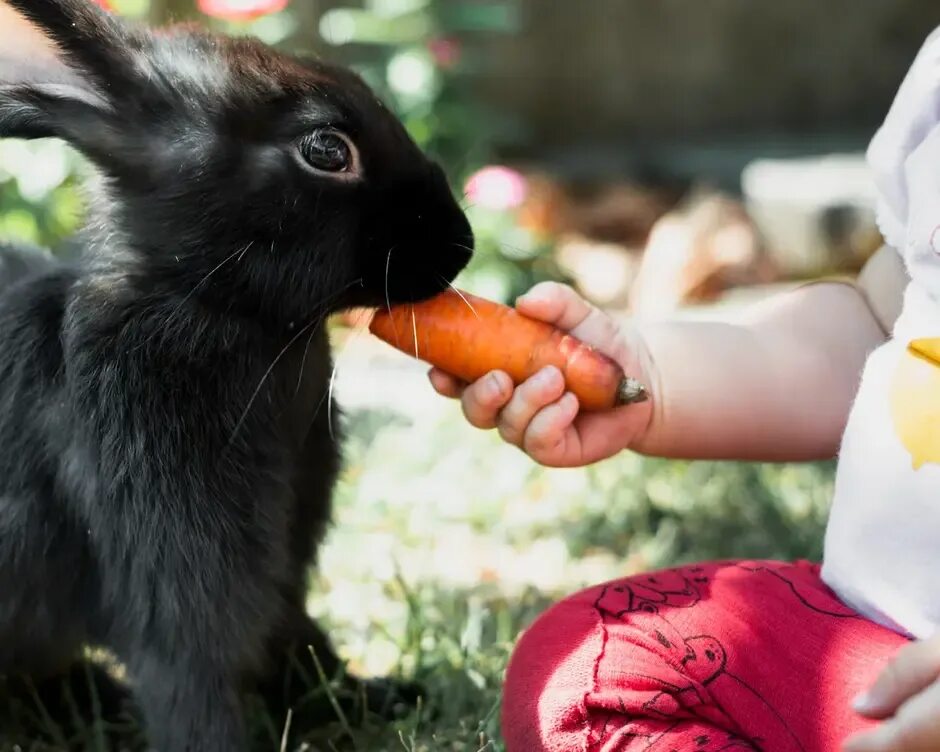 Заяц с морковкой. Кролик ест морковку. Кролик с морковкой. Заяц ест морковку. Можно морковь кормящим