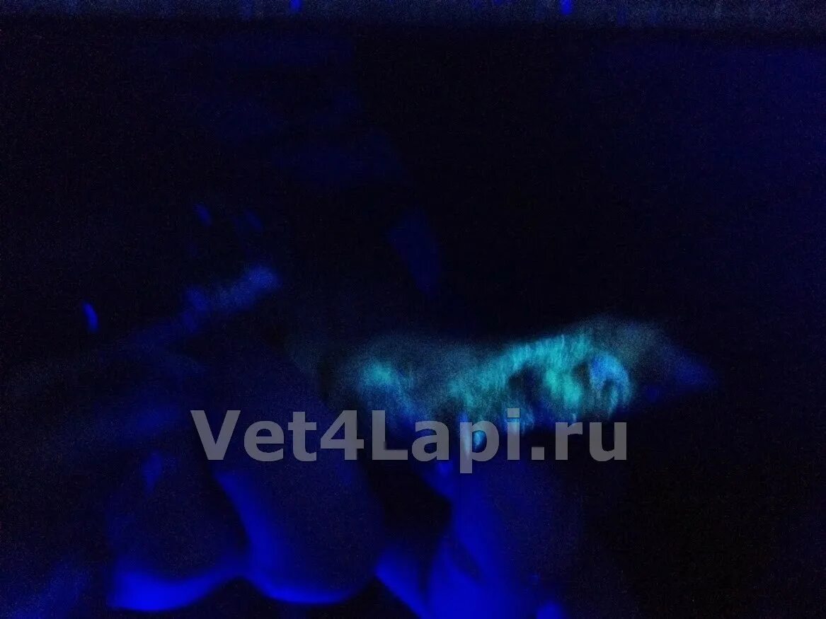 Стригущий лишай у кошек под лампой