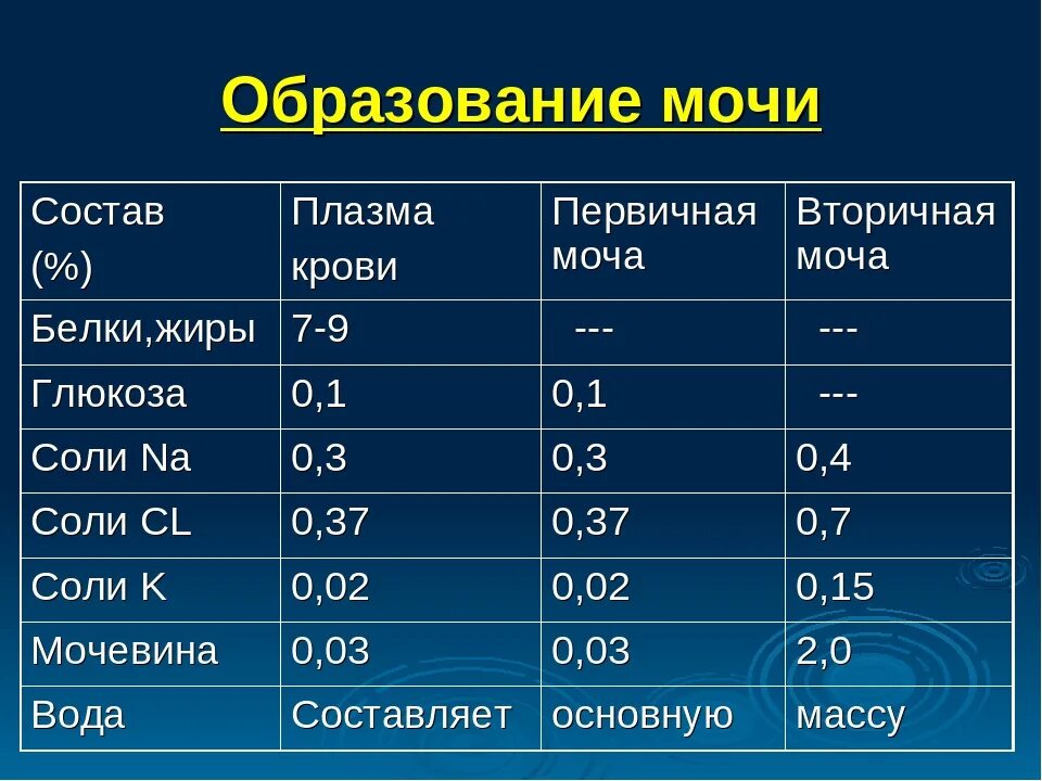 Первичная моча отличается от плазмы крови отсутствием. Плазма крови первичная и вторичная моча. Состав первичной мочи человека. Первичная и вторичная моча состав. Компоненты первичной и вторичной мочи.