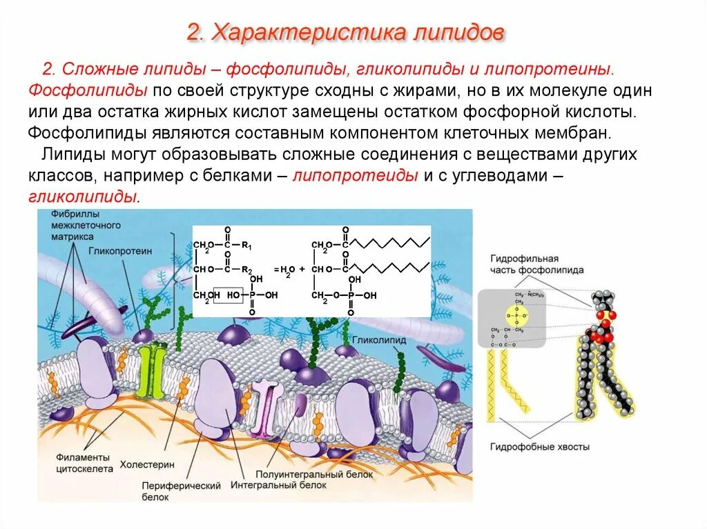 Химическое строение сложных липидов. Строение мембраны клетки . Липиды. Строение жиров липидов. Сложные липиды строение и функции.