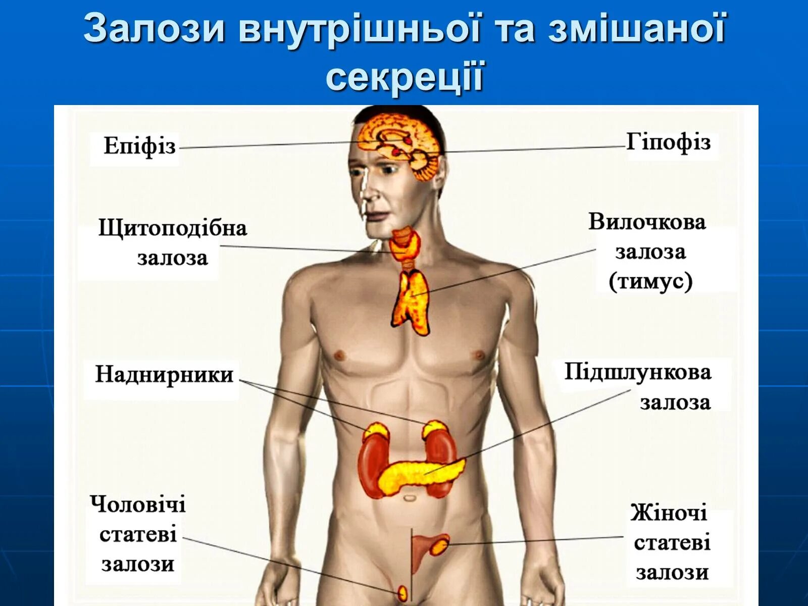 Эндокринная система внешней секреции. Железы внутренней секреции: гипофиз, надпочечники, щитовидная железа.. Железы эндокринной системы человека. Железы гормональной системы.