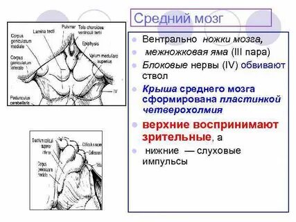 Черепные нервы среднего мозга