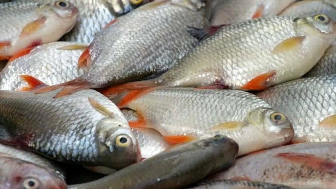 Какую рыбу пропускают. Какую рыбу пропускают. Заболевания речной рыбы. Нежирные сорта рыбы. Название красных рыб семейства лососевых.