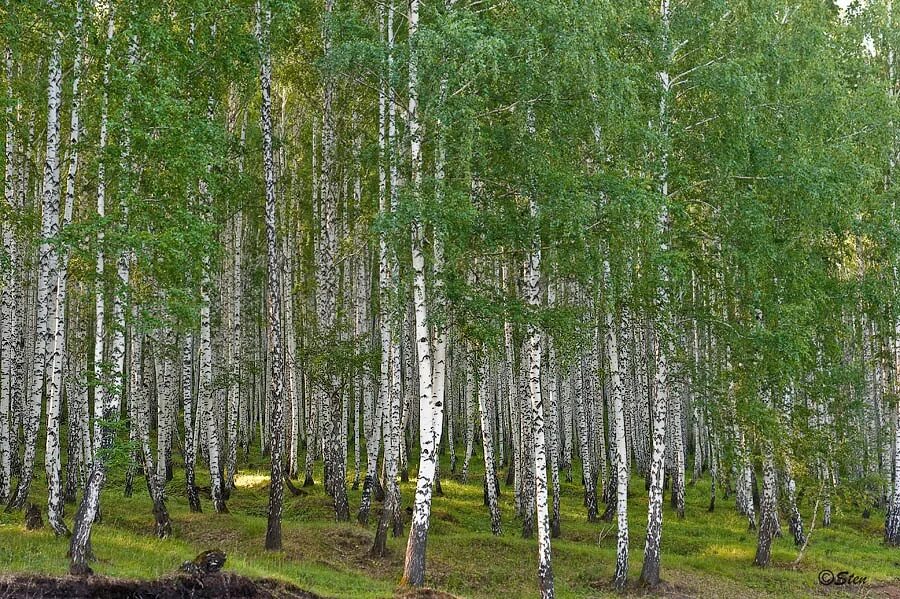 Почва березового леса