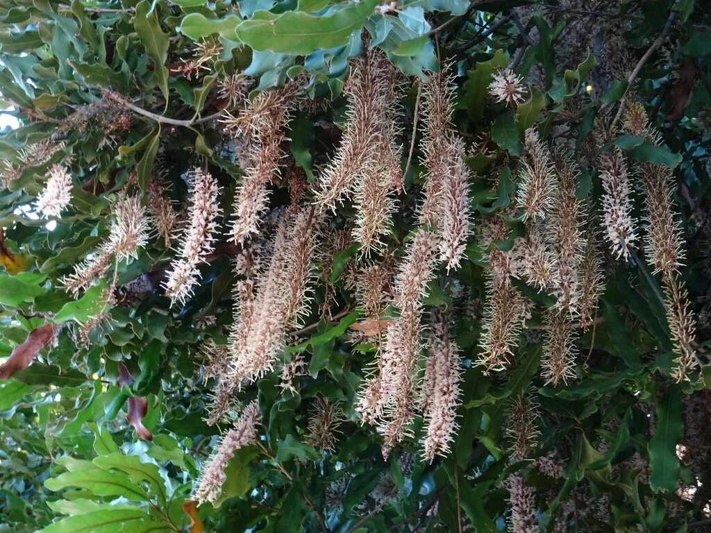 В каких странах растет макадамия. Macadamia integrifolia. Макадамия integrifolia. Макадамия орех дерево. Макадамия tetraphylla.