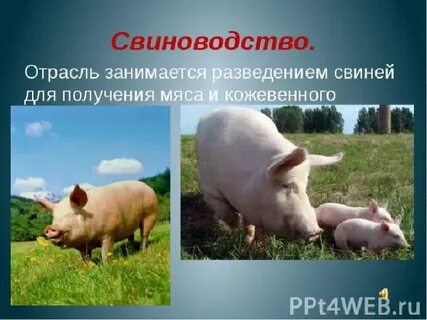 Животноводство нашего края 4 класс окружающий мир