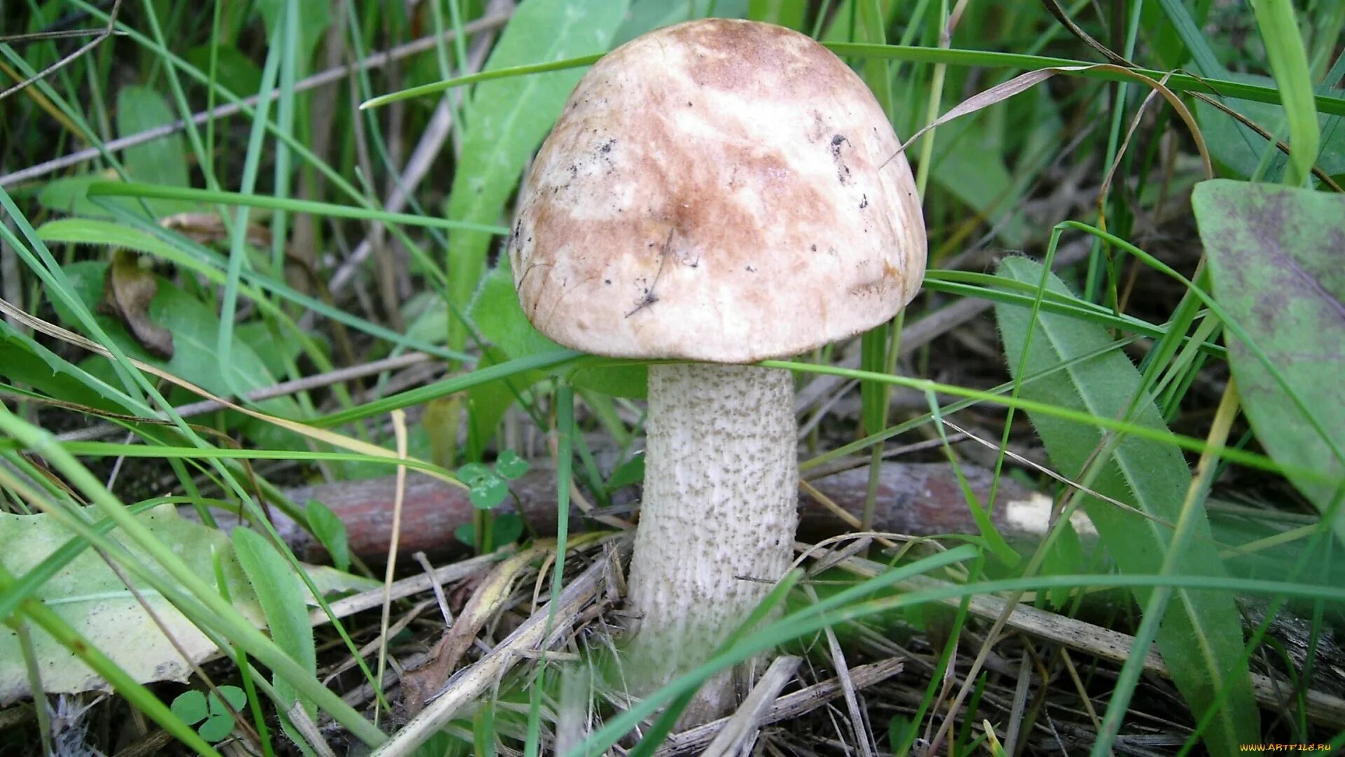 Подберезовик относится. Обабок гриб великан. Подберёзовик обыкновенный. Сибирские грибы обабки. Подберёзовик обыкновенный съедобные грибы.