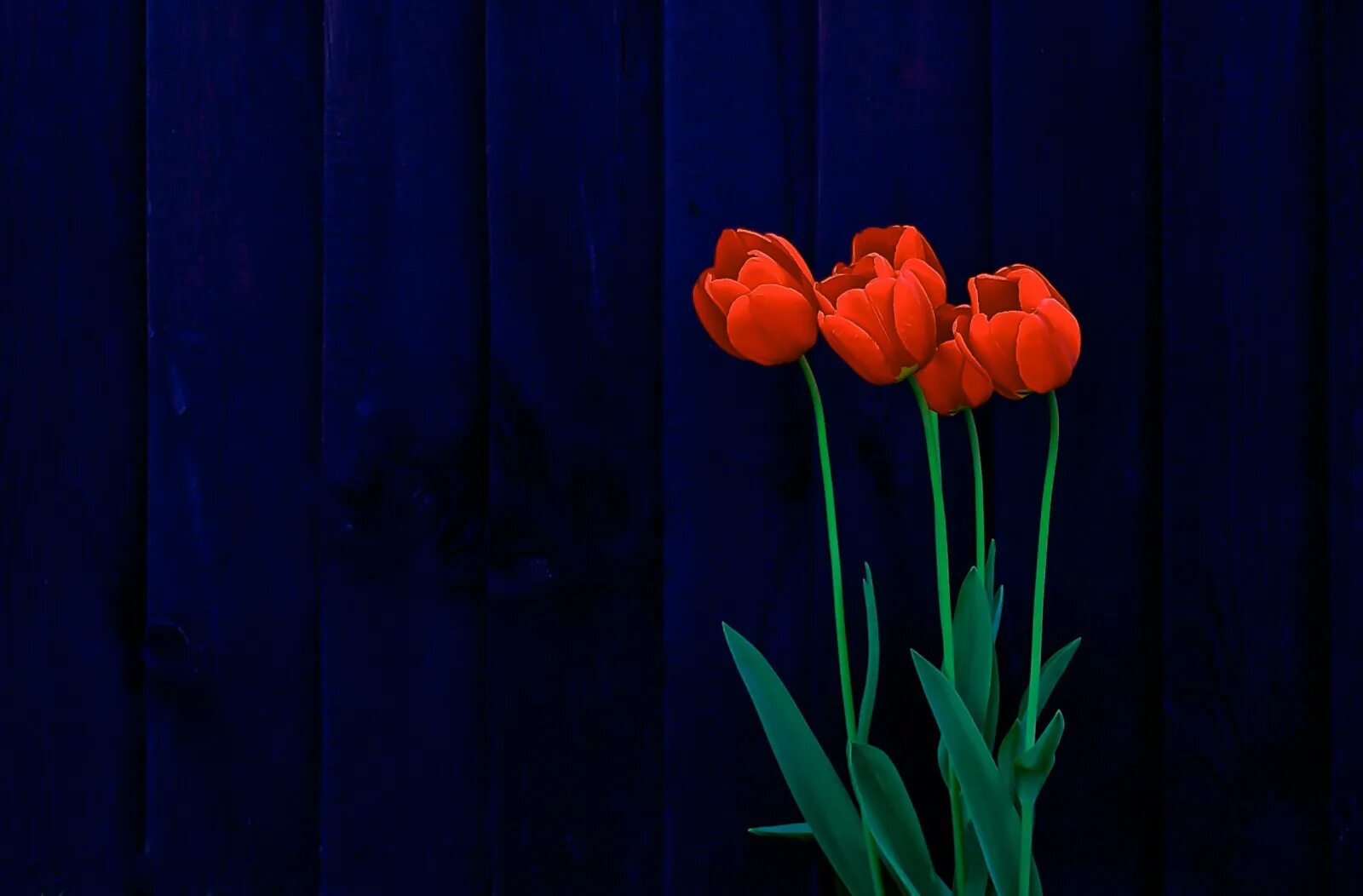 3 красных тюльпана. Тюльпаны на черном фоне. Тюльпаны на синем фоне. Тюльпаны на темном фоне. Синие тюльпаны.