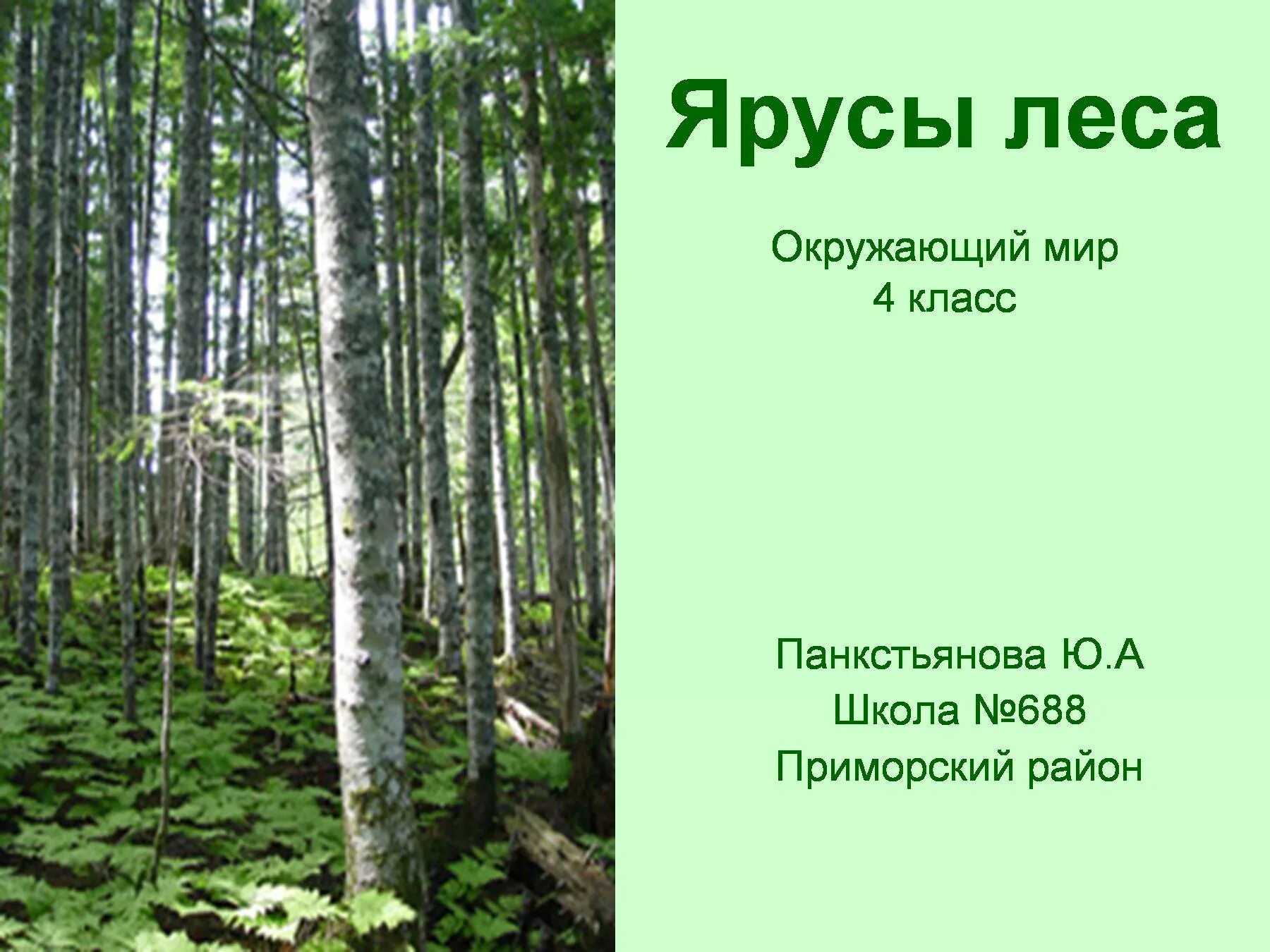 Ярусность леса. Ярусность в лесу. Ярусы леса 2 класс. Ярусы леса 4 класс.