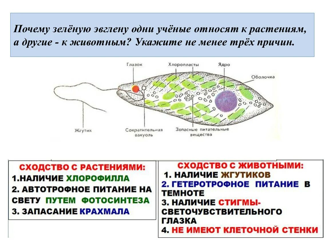 Хлоропласты жгутики. Структура организма эвглены зеленой. Евглена зеленая строение. Биология эвглена зеленая строение. Строение эвглены зеленой 7 класс биология.