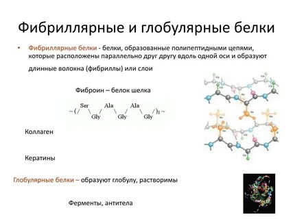 Фибриллярные белки ферментативная функция