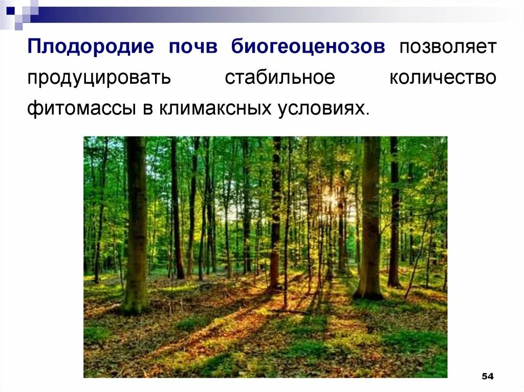 Конкуренция в экосистеме смешанного леса существует между