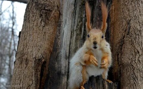 Squirrel world