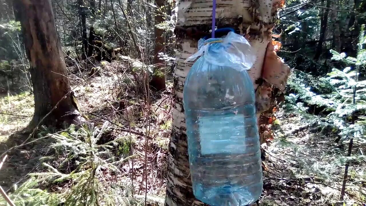 Полезно ли пить березовый сок. Березовый сок и Березовица. Польза березового сока. Напиток вкус березового сока и Таежный. Плюсы и минусы березового сока.