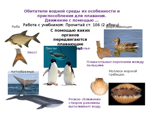 Презентация по экологии "Среды жизни живых организмов"