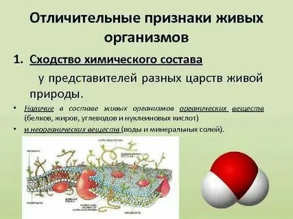 Сходный химический состав клеток всех живых организмов