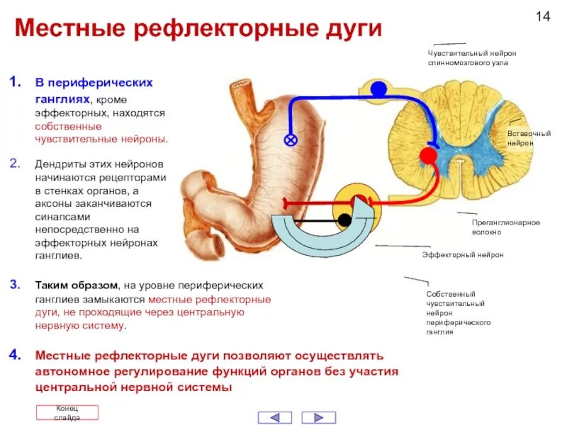 Центр вегетативных рефлексов. Метасимпатическая нервная система рефлекс. Рефлекторная дуга гистология. Рефлекторная дуга метасимпатической нервной системы. Строение местные рефлекторные дуги.