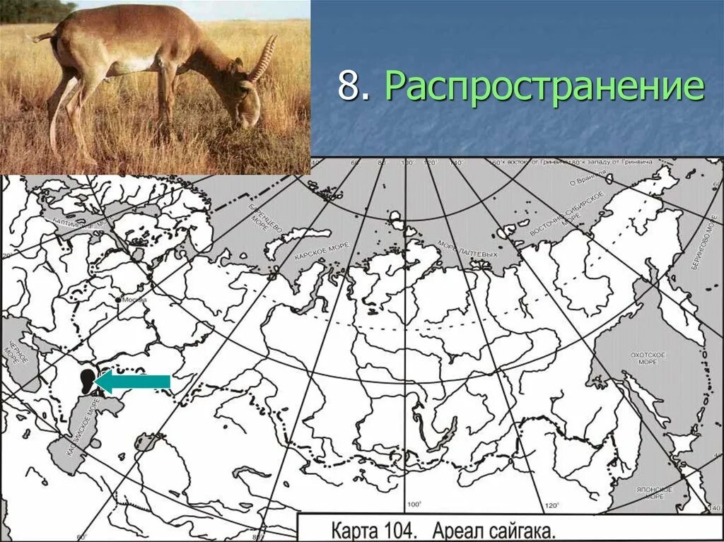 Сайгак ареал обитания в России. Ареал обитания сайгака в России на карте. Антилопа ареал обитания в России. Ареал распространения сайгака. Ареал распространения оленьих пастбищ