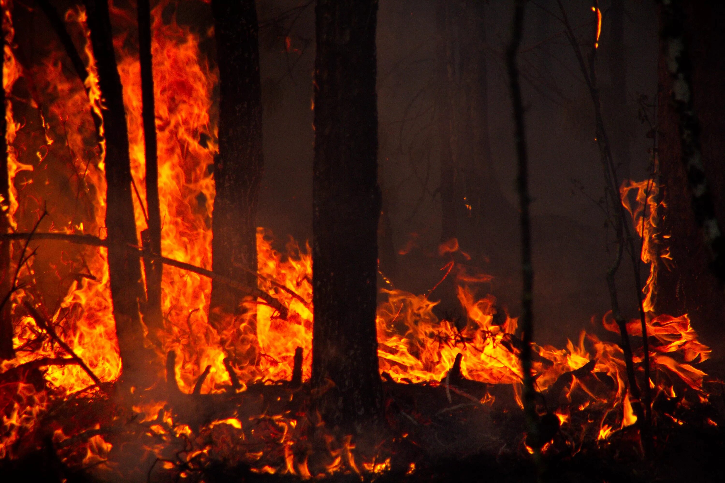 Лесная сгорела. Лес в огне. Пожар. Лесные пожары. Горящий лес.