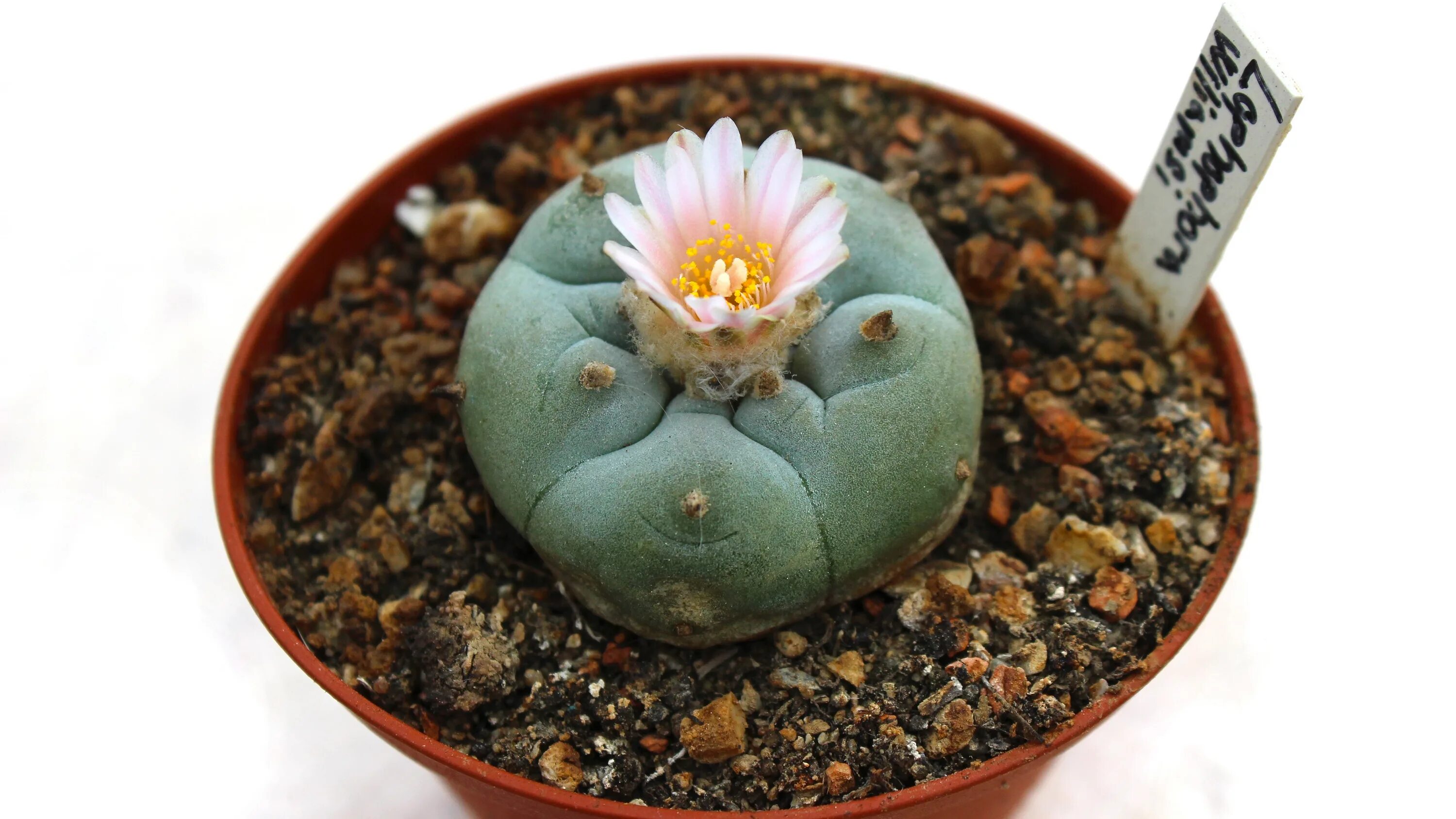 Кактус содержащий мескалин. Кактус lophophora williamsii. пейот (lophophora williamsii. лофофора уильямса. кактус пейот мескалин.