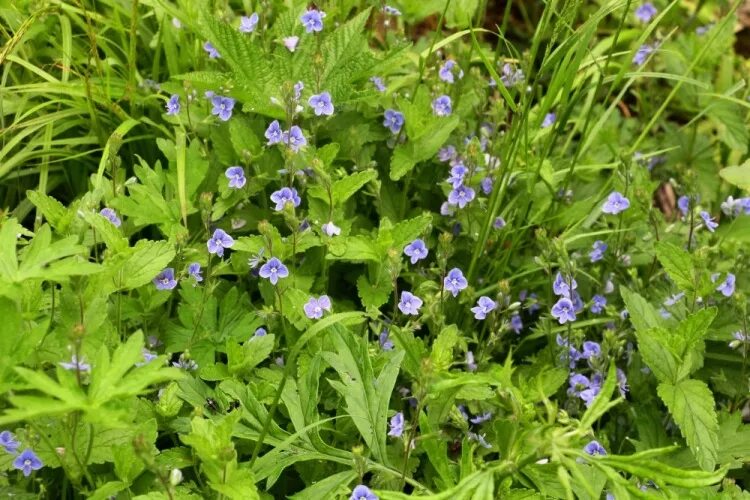 травы приморья