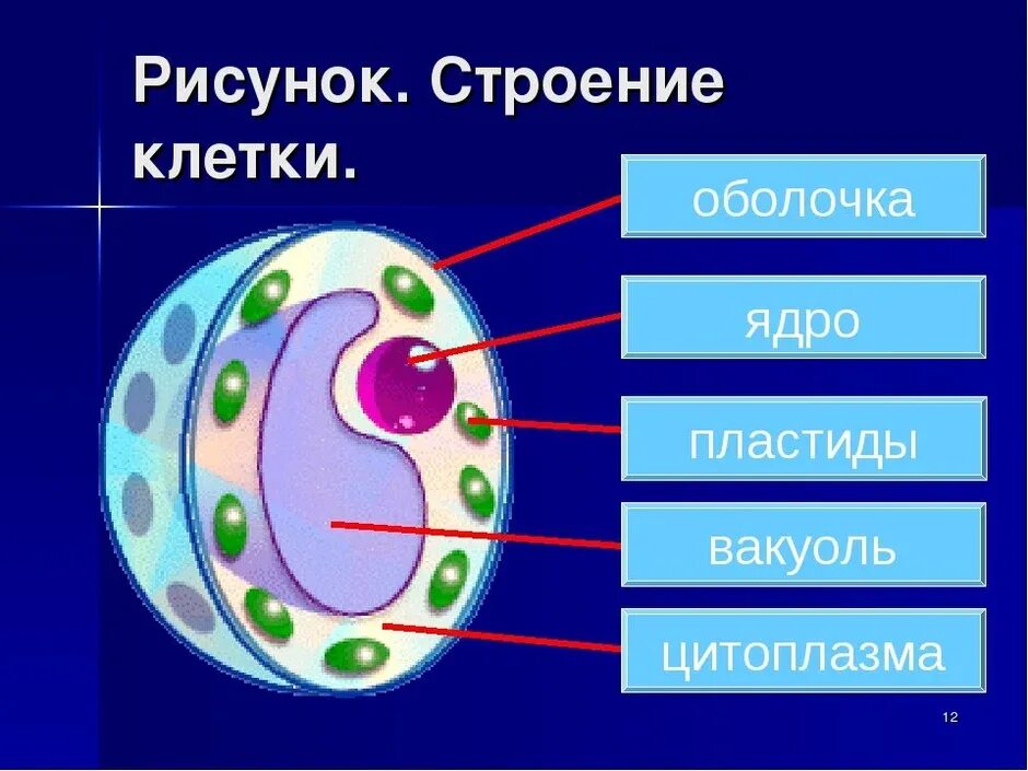 Строение клетки организма человека. Структура животной клетки 5 класс биология. Строение клетки простая схема. Строение клетки рисунок. Клетка состоит из биология