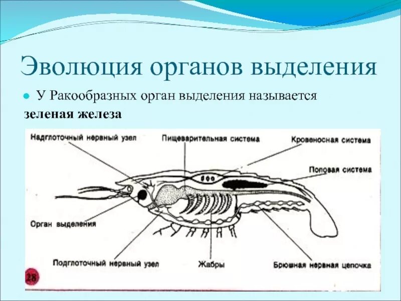 Речной рак выделение. Выделительная система креветки. Органы выделения креветки. Органы выделения ракообразных. Органы выделительной системы ракообразных.