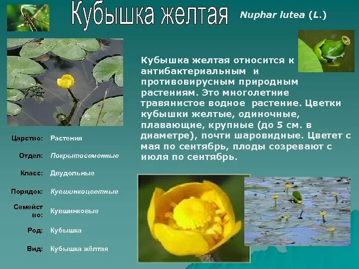 К какой группе относится кувшинка. Кувшинка кубышка. кувшинка желтая кубышка. систематика кубышка малая. кукушка желтая растенпе.