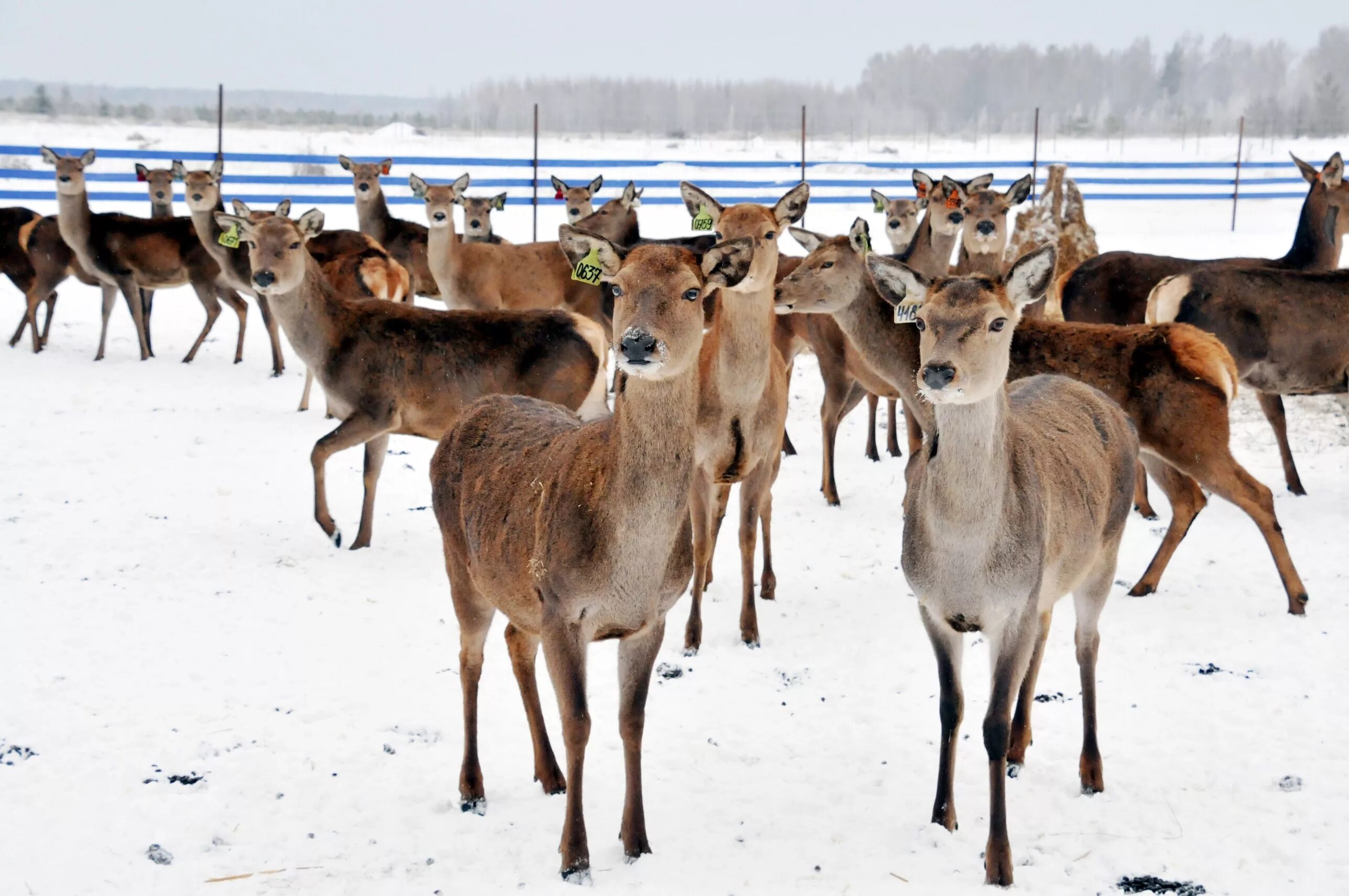 Оленья ферма в Нижегородской области Городецкий район. Оленья ферма в Нижегородской области Борский район. Олени в Нижегородской области Городецкий. Заповедник с оленями в Городецком районе Нижегородской области. Оленья ферма нижний