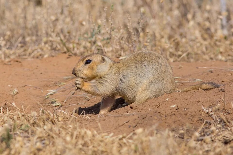 Суслик летом. Желтый суслик Spermophilus fulvus. Суслик песчаник. Суслик-песчаник желтый. Суслик желтый Саратовской области.