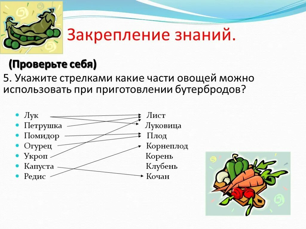 Части растений употребляемые в пищу. Какие части растений человек использует в пищу. Какие части овощей употребляются в пищу. Какие части растений употребляют в пищу.