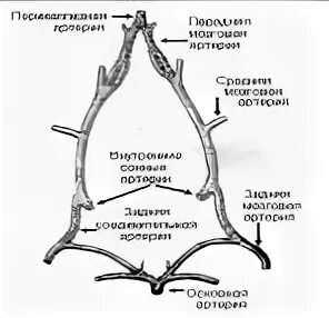 Артерии крысы