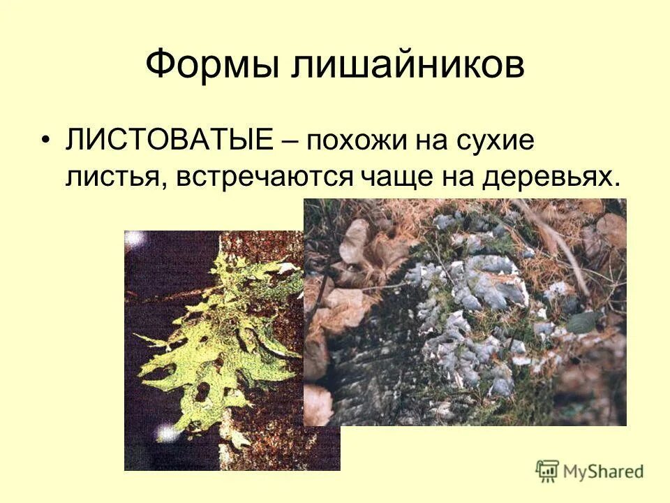 выберите формы лишайников. жизненные формы лишайников таблица. лишайники накипные листовые кустистые. лишайники накипные листоватые кустистые примеры. лишайники накипные листоватые кустистые.