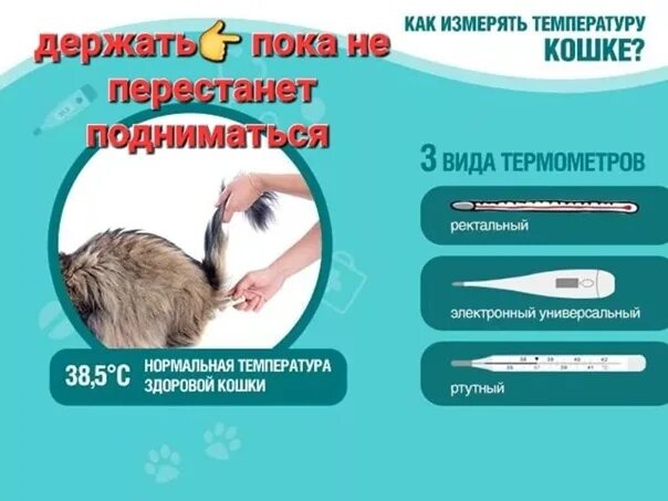 Температура кошки 39 5. Как животным меряют температуру. Как померить температуру. Как измерить температуру кошке. Температура животных Ветеринария.
