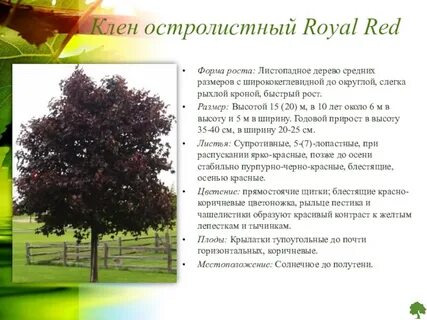 Клен фото и описание