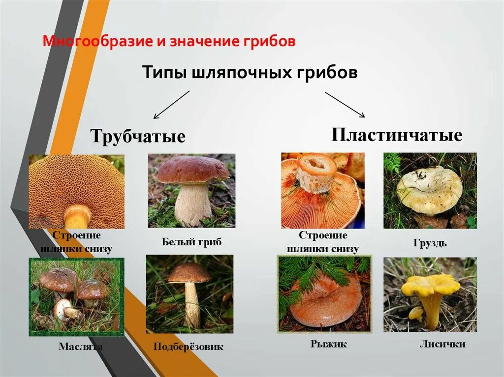 Сообщение многообразие и значение грибов. Шляпочные грибы трубчатые и пластинчатые. Шляпочные грибы в жизни человека. Многообразие грибов Шляпочные трубчатые. Строение трубчатого гриба.