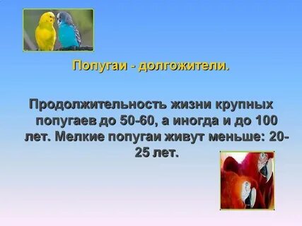 Срок жизни попугаев