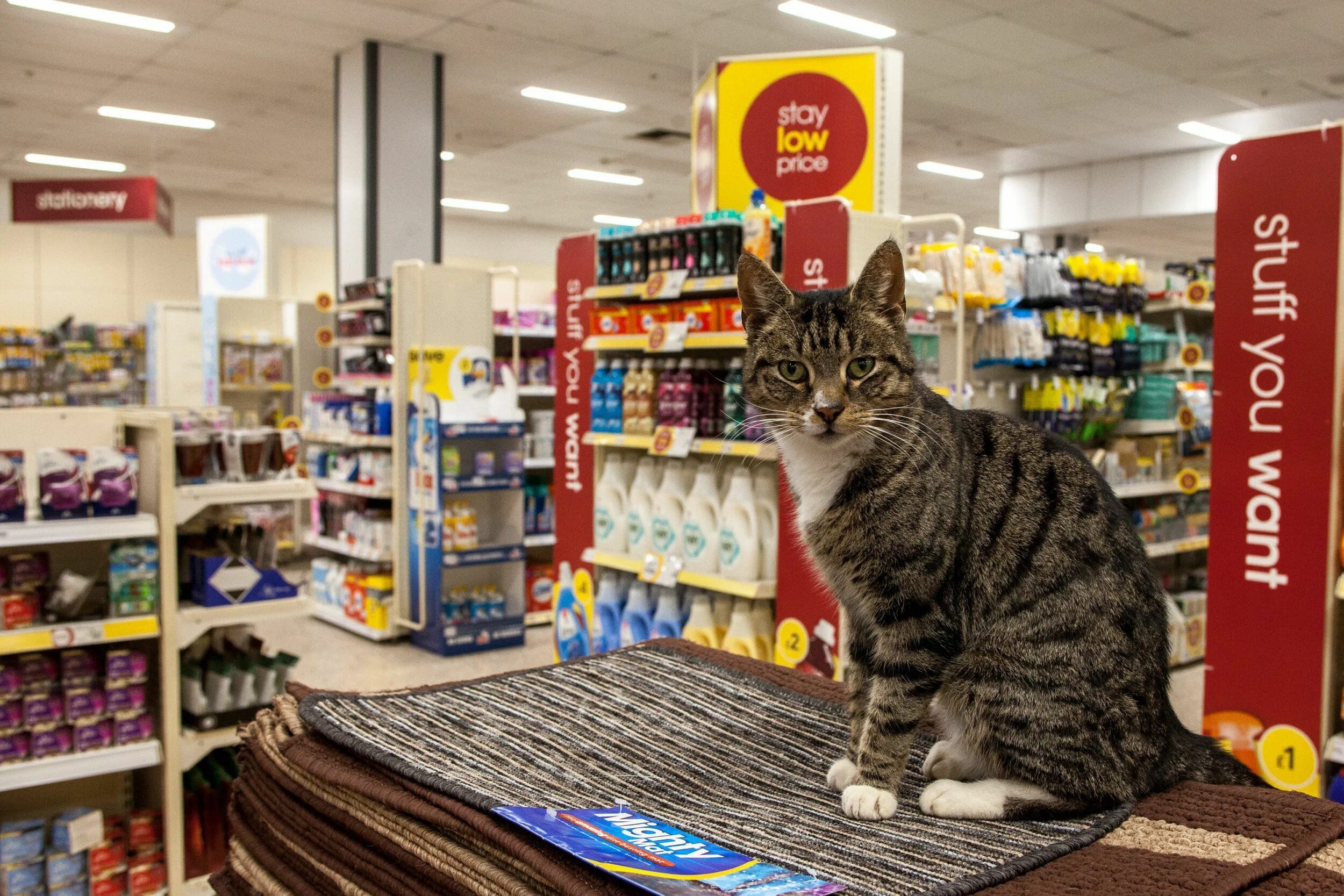 Cat store. Cat in the shop. Cat Market. Cat in shopping. Cat is shopping.